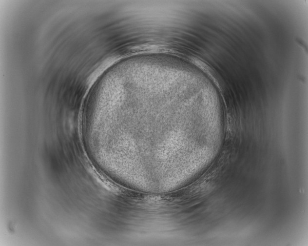 X0000100401098200806201730