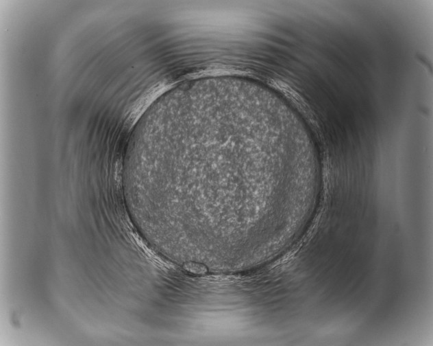 X0000100401185200806201729