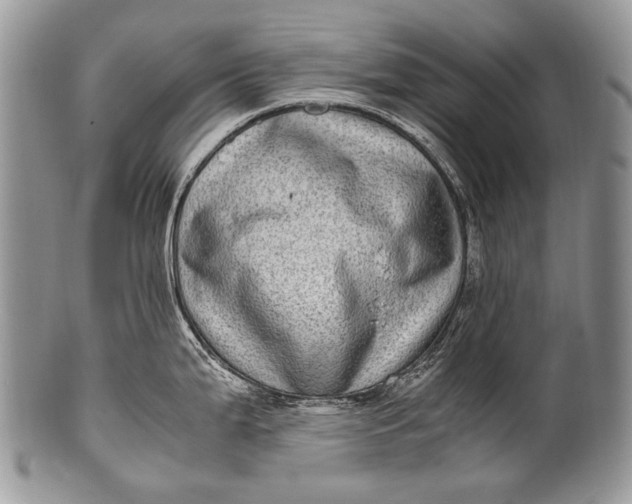 X0000100401199200806201729