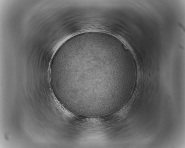 X0000100401246200806201729