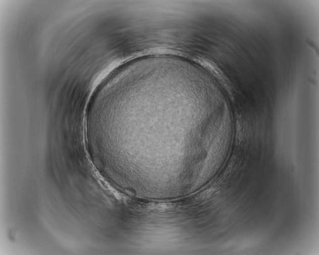 X0000100401286200806201728