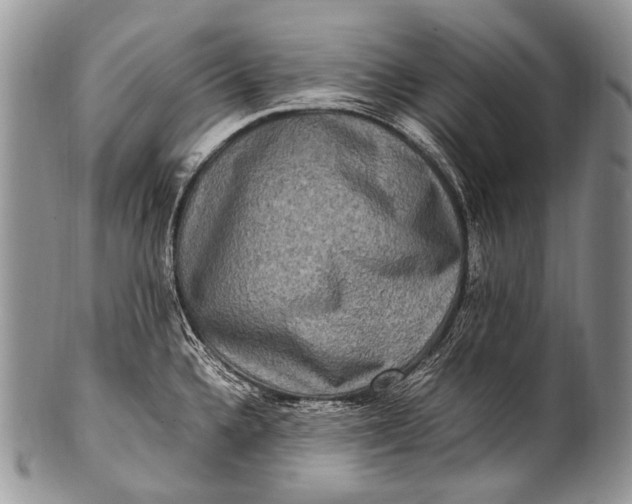 X0000100401336200806201728