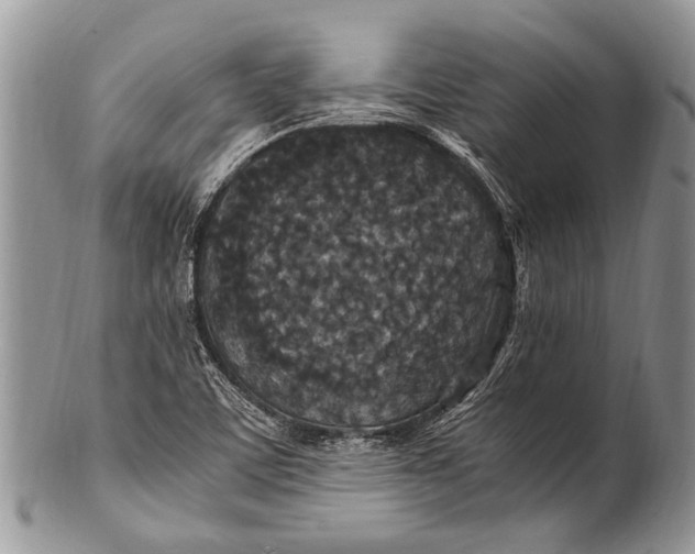 X0000100401459200806201725