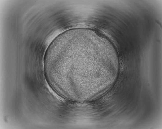 X0000100401479200806201725