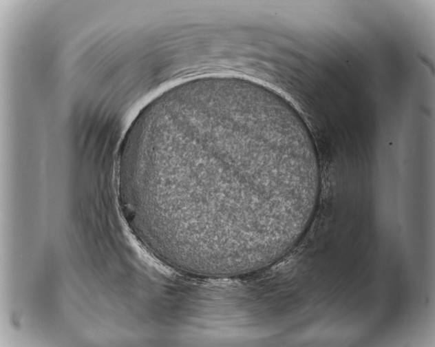 X0000100401526200806201725
