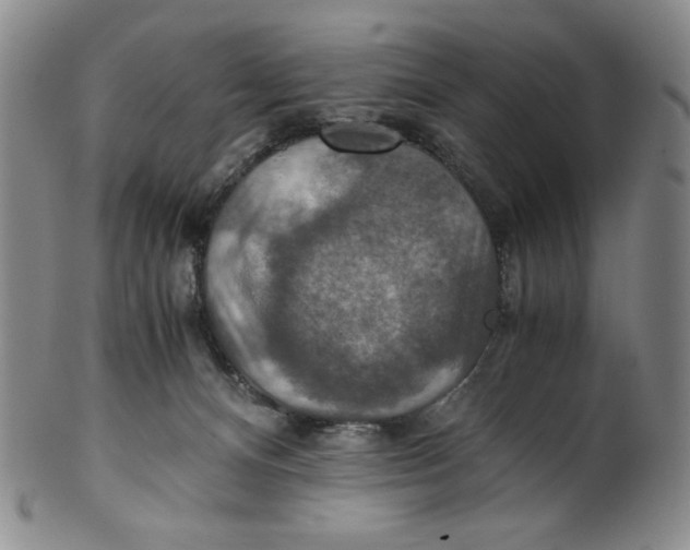 X0000100400128200806271429