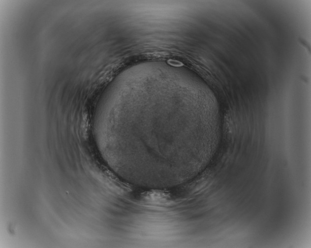 X0000100400223200806271428