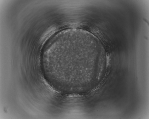 X0000100400243200806271427