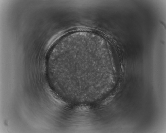 X0000100400247200806271427