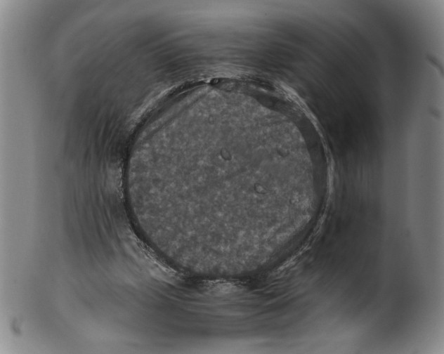 X0000100400249200806271427