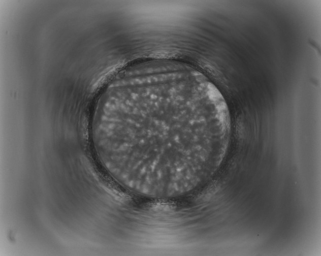 X0000100400303200806271427