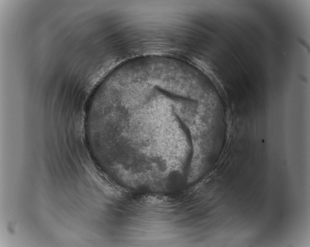 X0000100400346200806271426