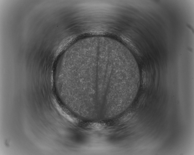 X0000100400494200806271424