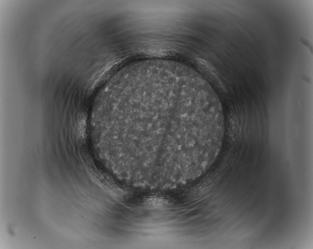 X0000100400596200806271422
