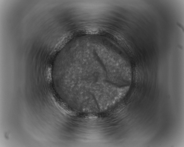 X0000100400598200806271422