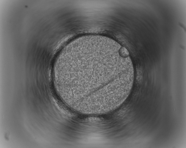 X0000100400636200806271422