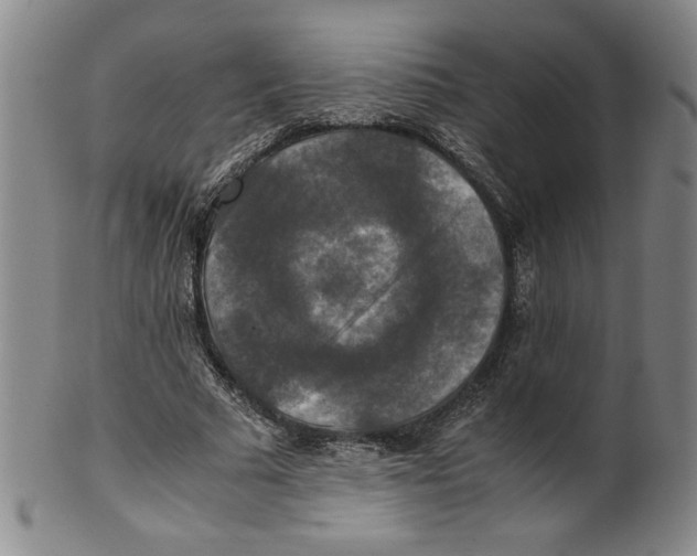 X0000100400681200806271421