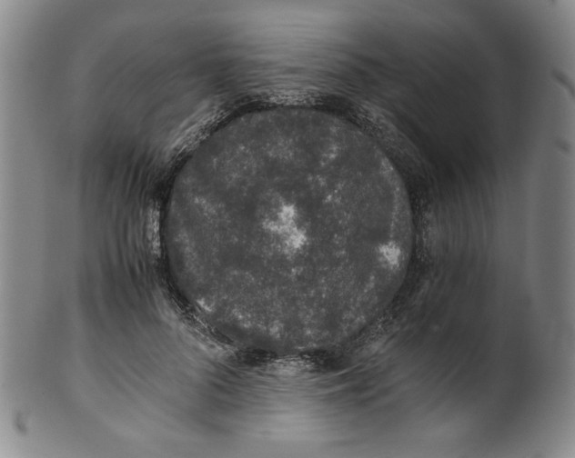 X0000100400696200806271421