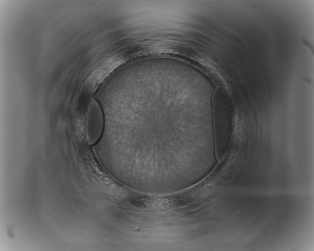 X0000100400785200806271419