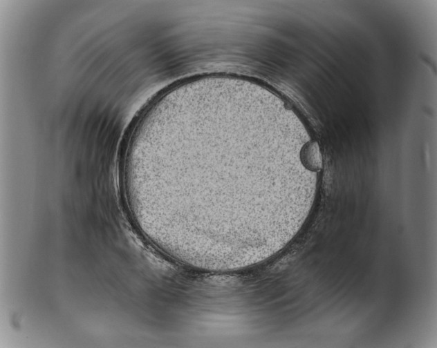 X0000100400888200806271418