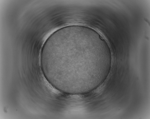X0000100401246200806271413