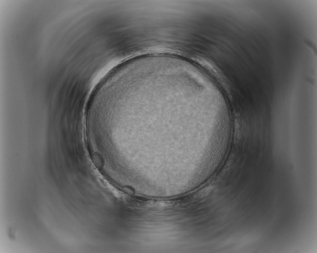 X0000100401286200806271412