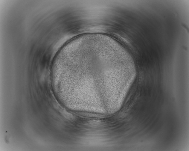 X0000100401470200806271409