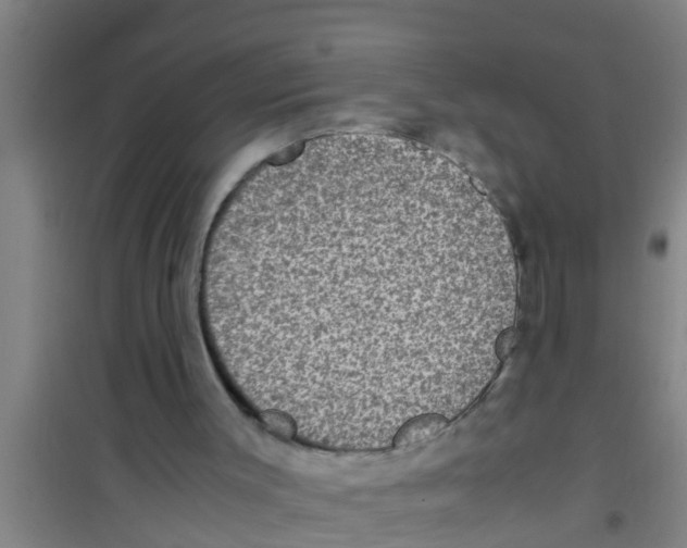 X0000100400003200807032025