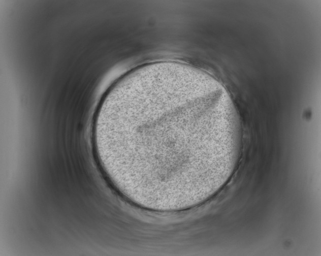X0000100400006200807032025