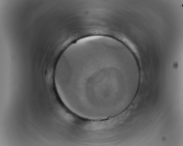 X0000100400009200807032025
