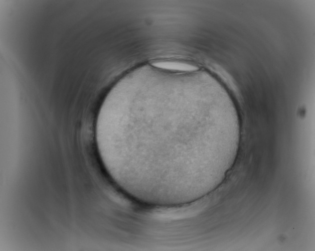 X0000100400017200807032024