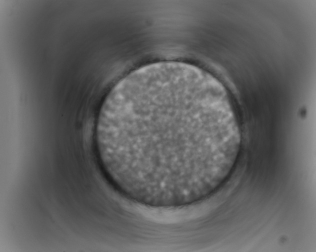 X0000100400018200807032024