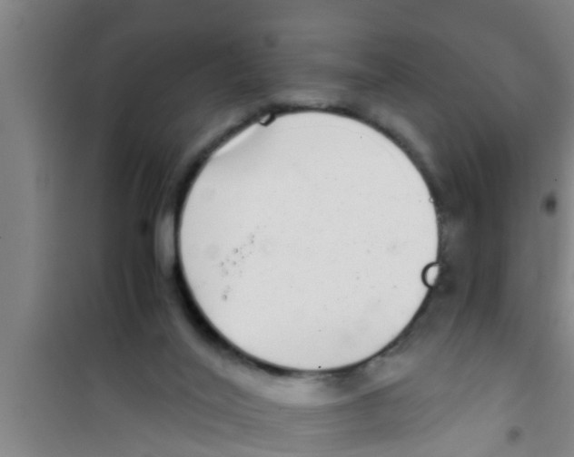 X0000100400020200807032024