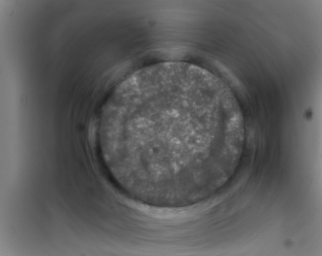 X0000100400026200807032024