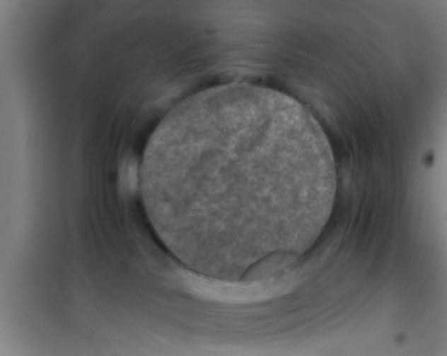 X0000100400042200807032024