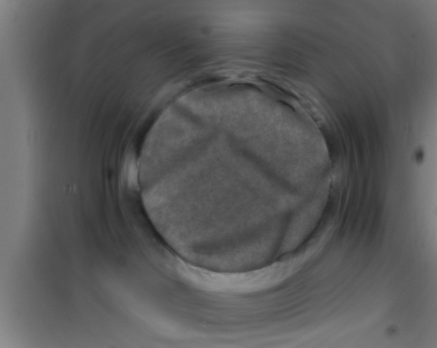 X0000100400046200807032024