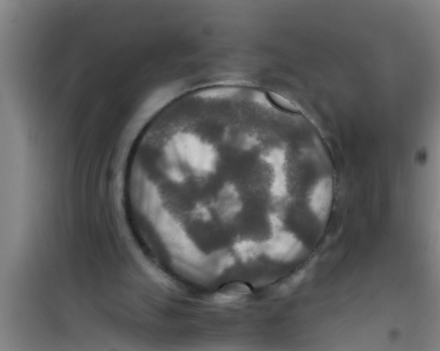 X0000100400055200807032023