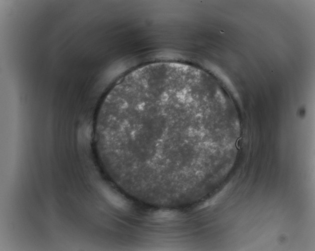 X0000100400063200807032023