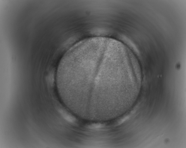 X0000100400065200807032024