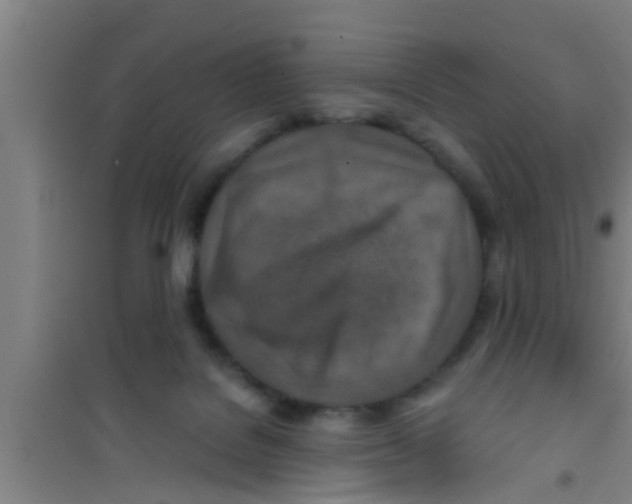X0000100400076200807032024