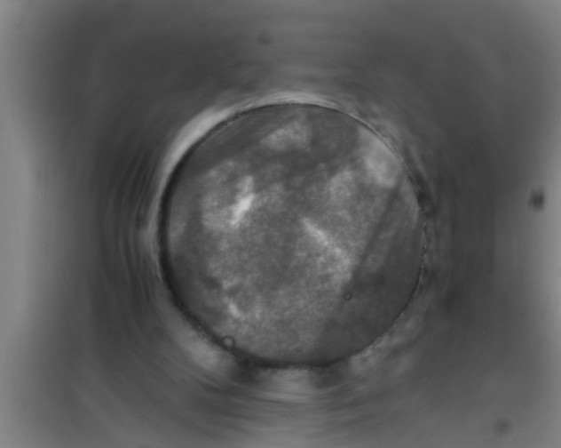 X0000100400104200807032023