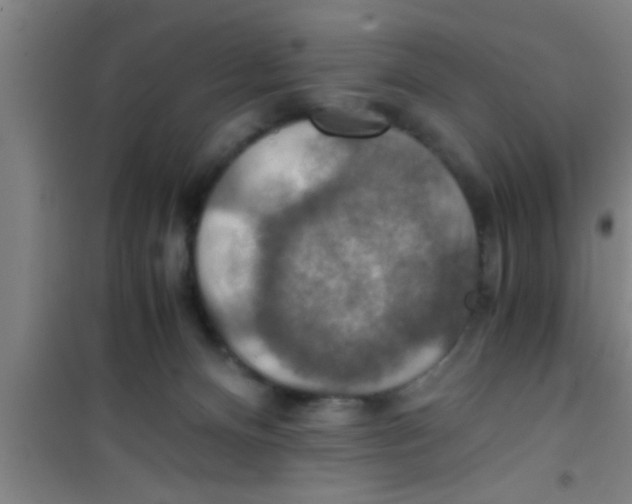 X0000100400128200807032023