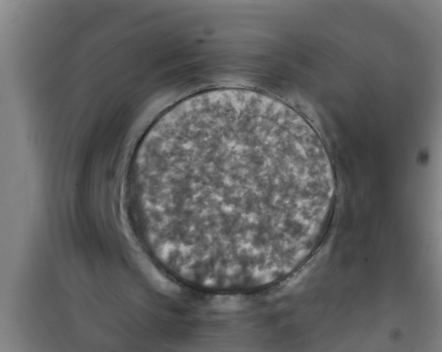 X0000100400145200807032022