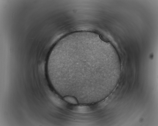 X0000100400154200807032022