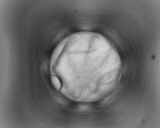 X0000100400175200807032022