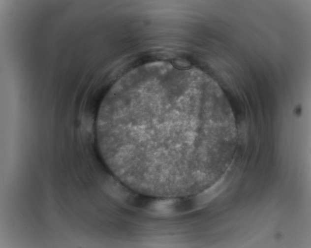 X0000100400178200807032022