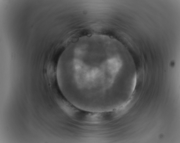 X0000100400186200807032022