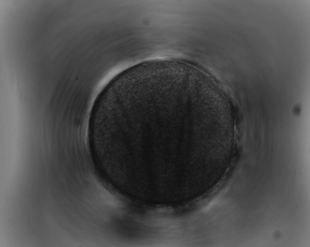 X0000100400196200807032022