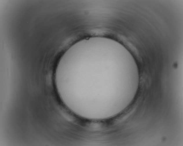 X0000100400209200807032022