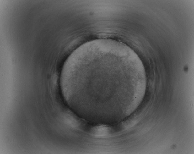 X0000100400219200807032022